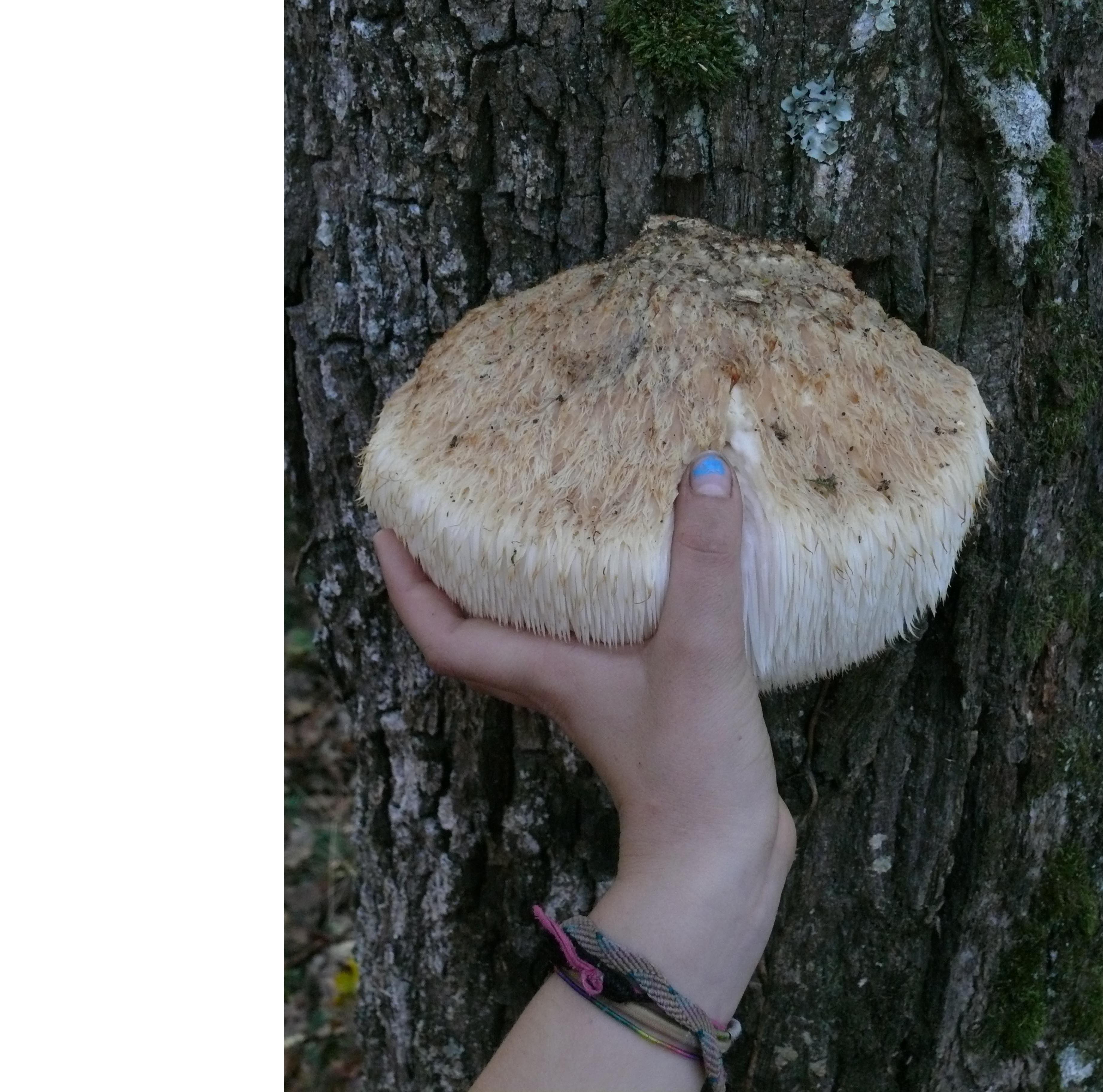 mushroom low res